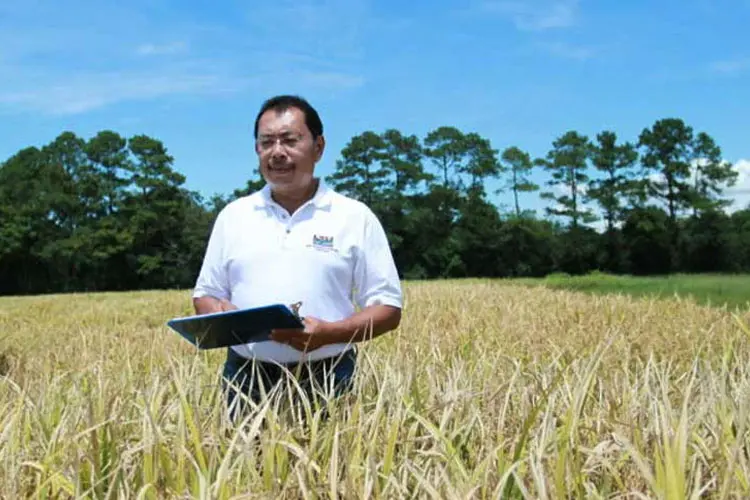 Indonesian Breakthrough: Cahokia Rice, World's First High-Protein Rice